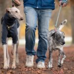 The Benefits of Exercising with Your Pet: A Win-Win for Both