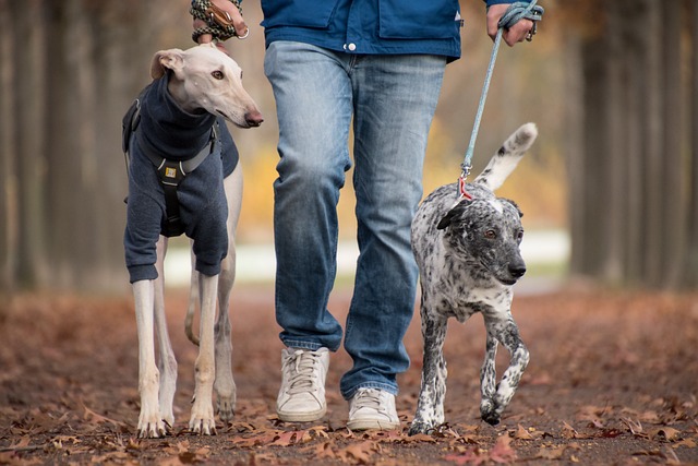 You are currently viewing The Benefits of Exercising with Your Pet: A Win-Win for Both