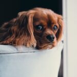 Introducing a New Pet to Your Home: A Guide for a Pawsitive Transition