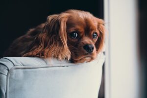 Read more about the article Introducing a New Pet to Your Home: A Guide for a Pawsitive Transition