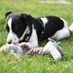 The Art of Dog Enrichment: Keeping Your Pup Happy and Stimulated