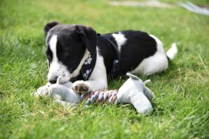 Read more about the article The Art of Dog Enrichment: Keeping Your Pup Happy and Stimulated