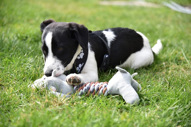 You are currently viewing The Art of Dog Enrichment: Keeping Your Pup Happy and Stimulated